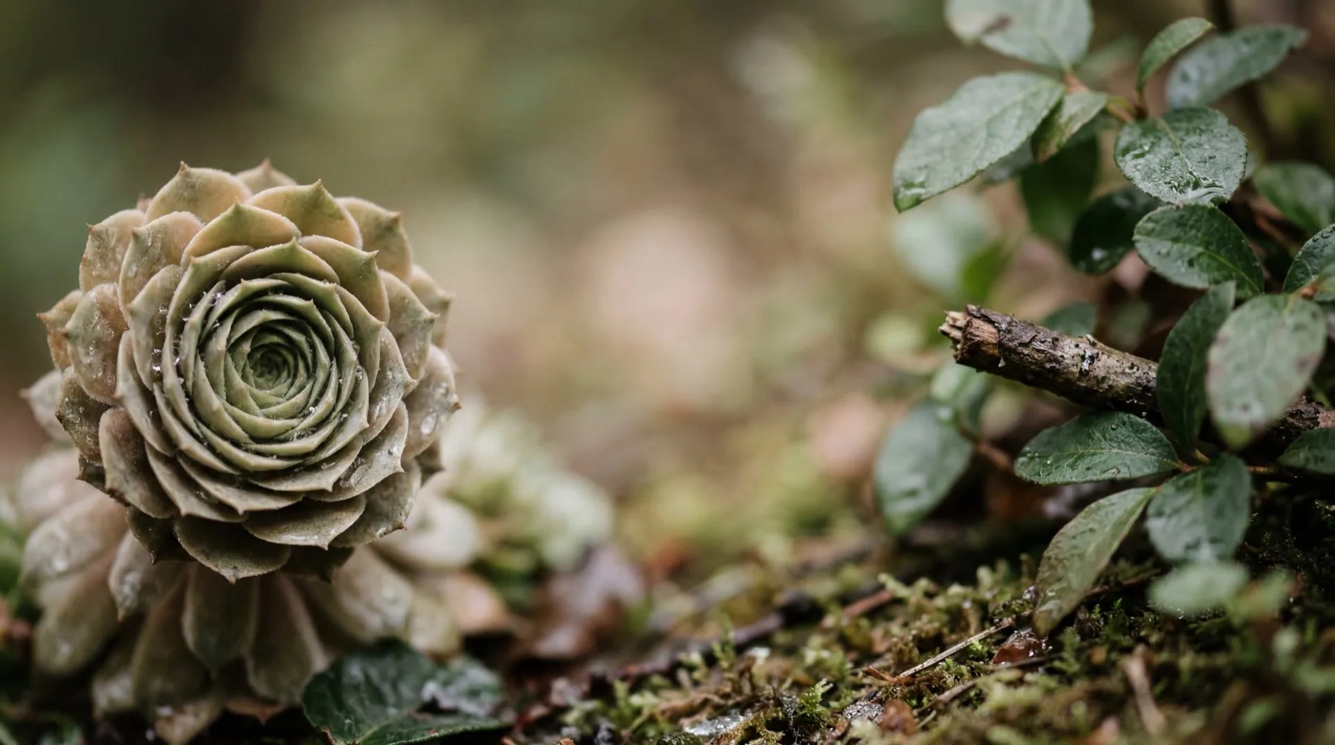 Natur