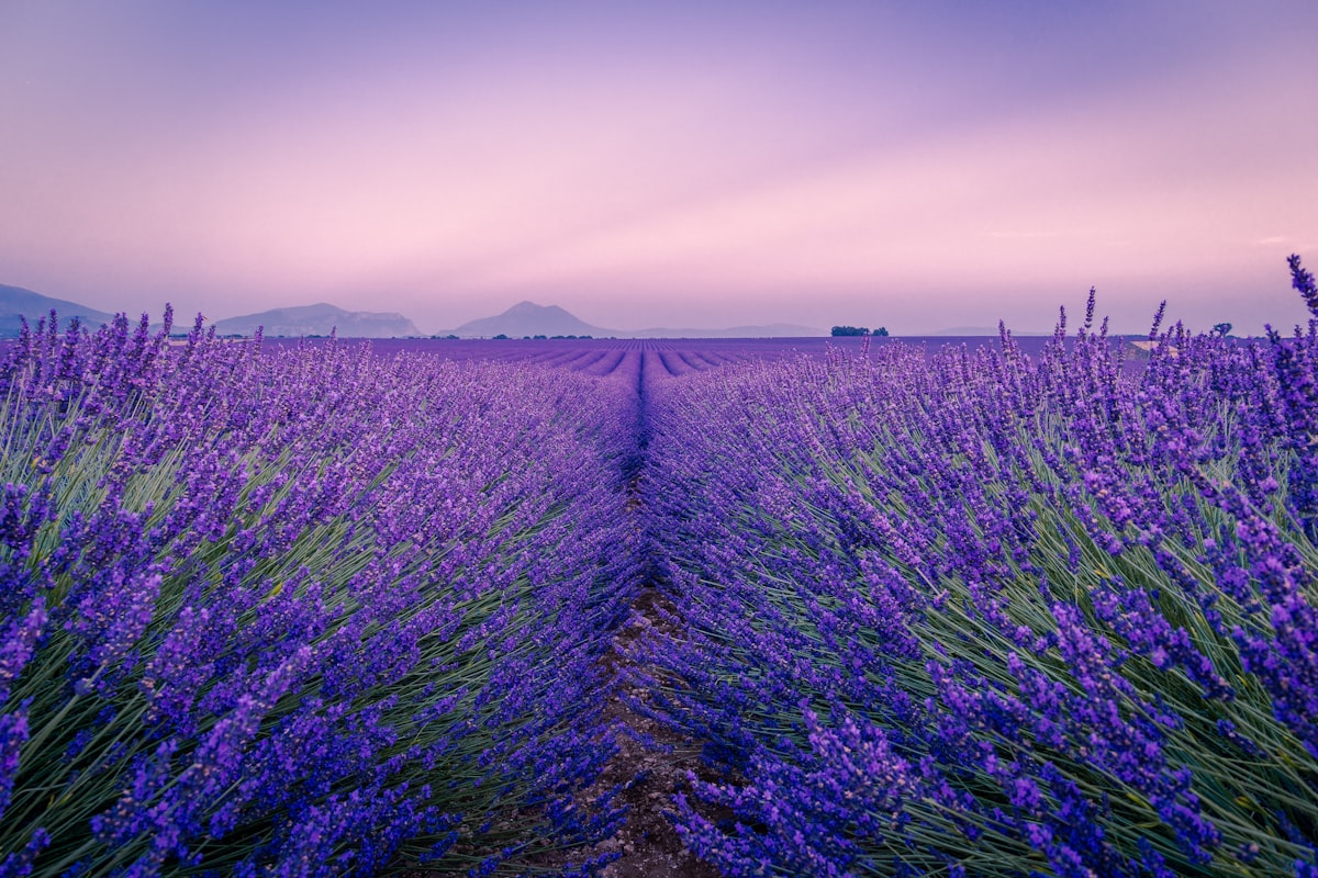 alphavital Lavendelfeld in Reihen unter weichem violett-rosa Daemmerungshimmel