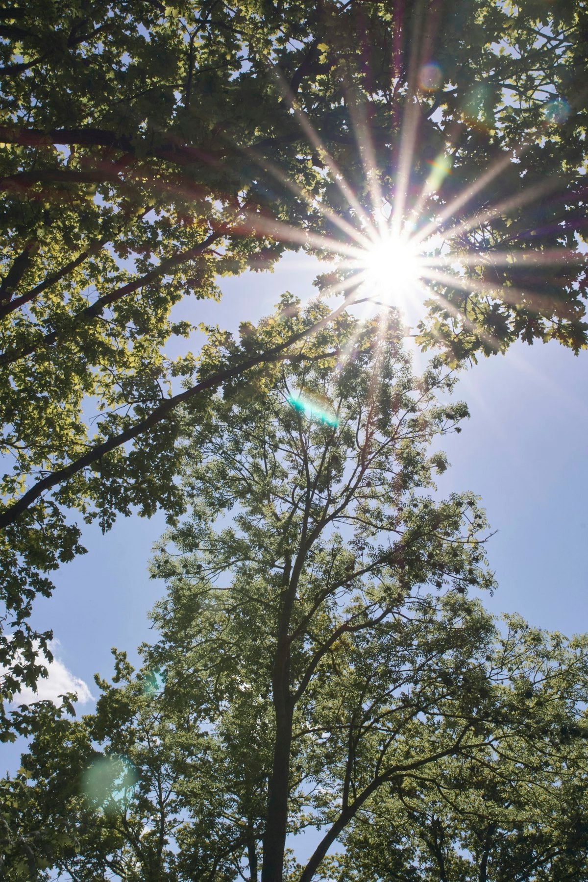 sonnenstrahlen brechen als strahlenkranz durch grünes laub vor blauem himmel – natürliches vitamin d3 für alphavital
