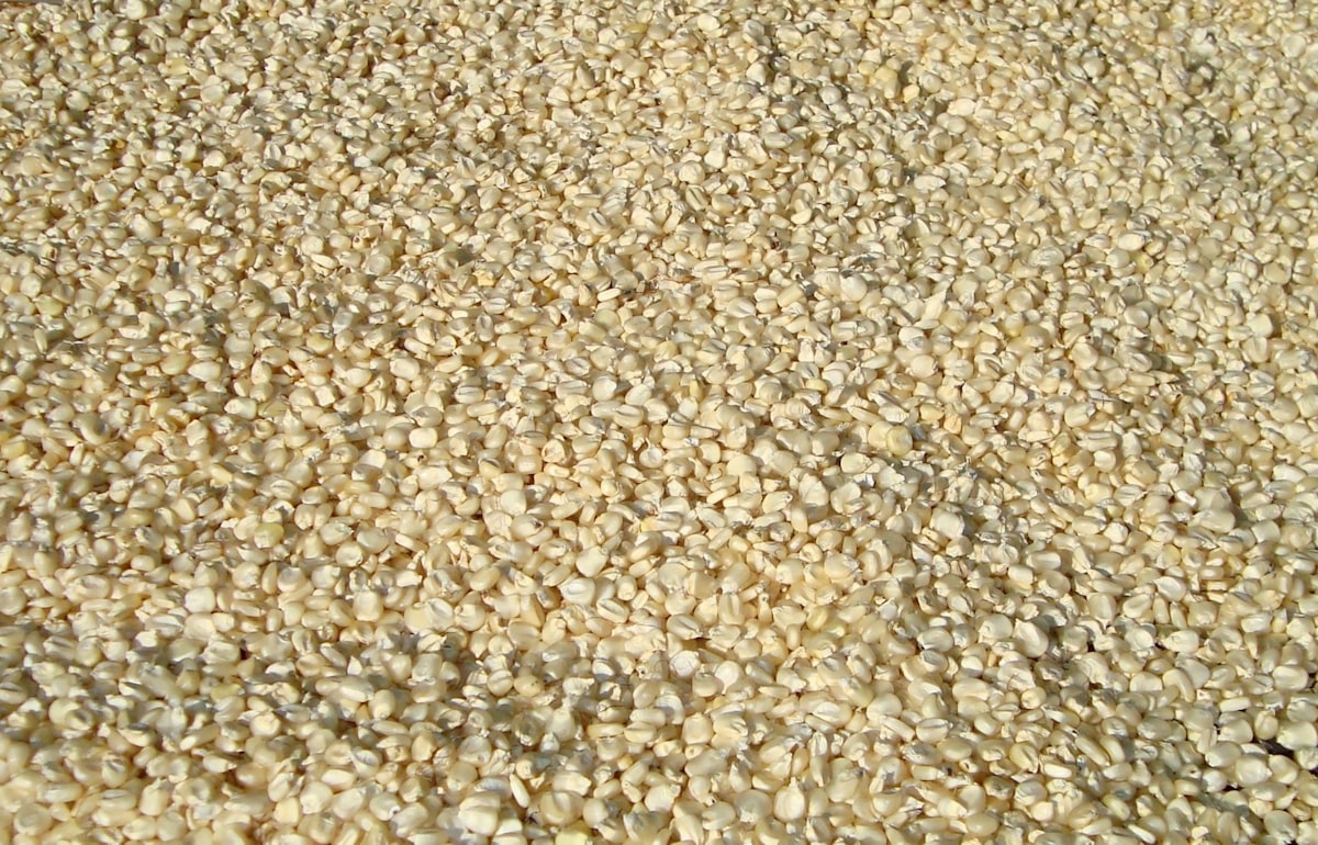 bett aus hellen weissen quinoa-koernern fuer alphavital natura b